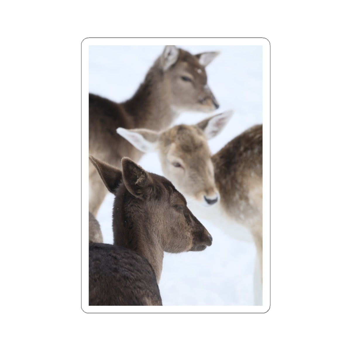 Deer Herd Kiss-Cut Sticker — Winter Wildlife Photo Sticker