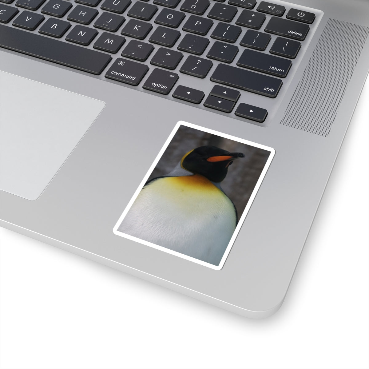 King Penguin Photo Kiss-Cut Sticker — Cute Wildlife Laptop Decal