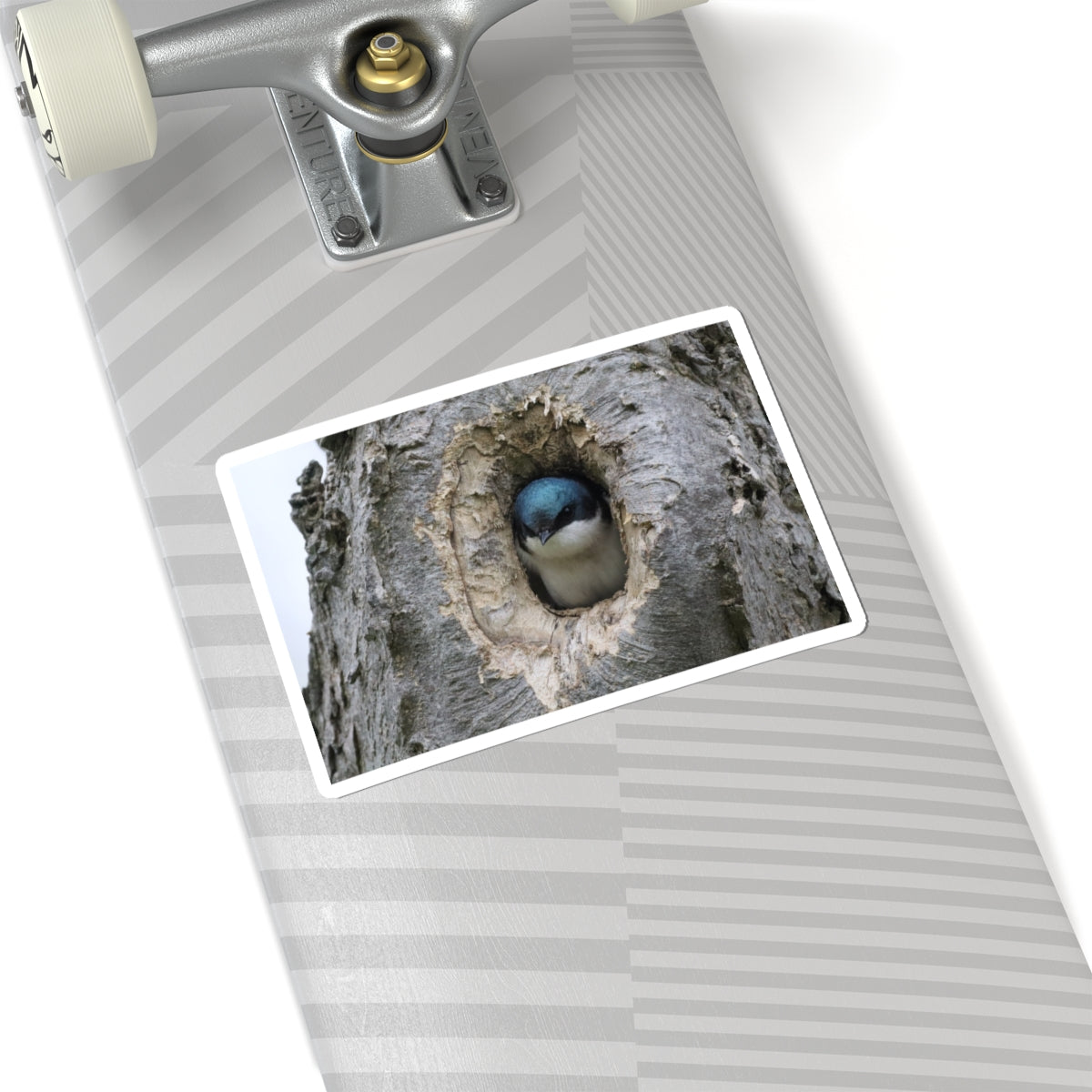 Tree Swallow Sticker — Cute Bird Peeking from Nest Decal