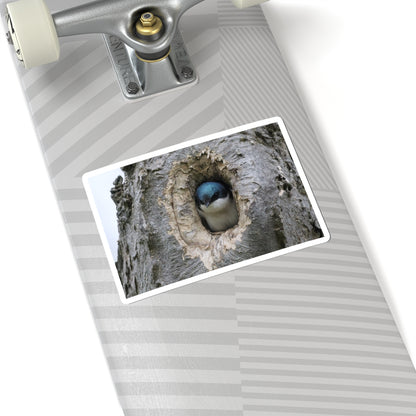 Tree Swallow Sticker — Cute Bird Peeking from Nest Decal