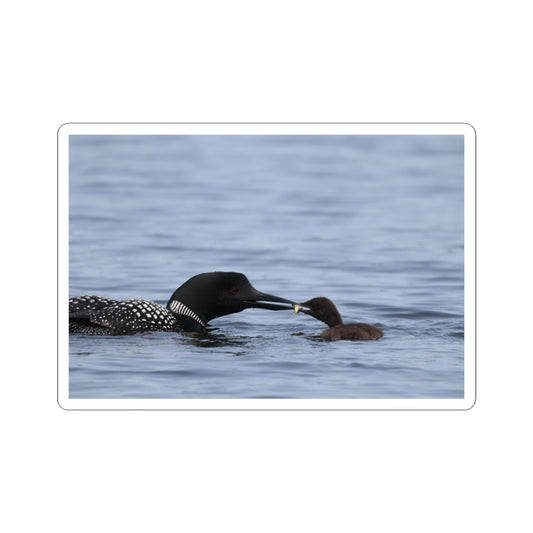 Common Loon & Chick Kiss-Cut Sticker — Wildlife Photo Waterproof Decal