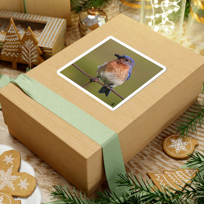 Eastern Bluebird Photo Kiss-Cut Sticker — Nature Bird Laptop Decal