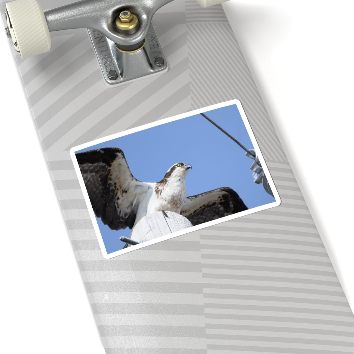Osprey Photo Sticker — Kiss-Cut Waterproof Bird Decal