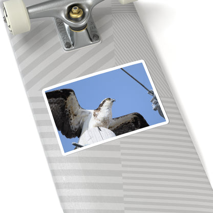 Osprey Photo Sticker — Kiss-Cut Waterproof Bird Decal