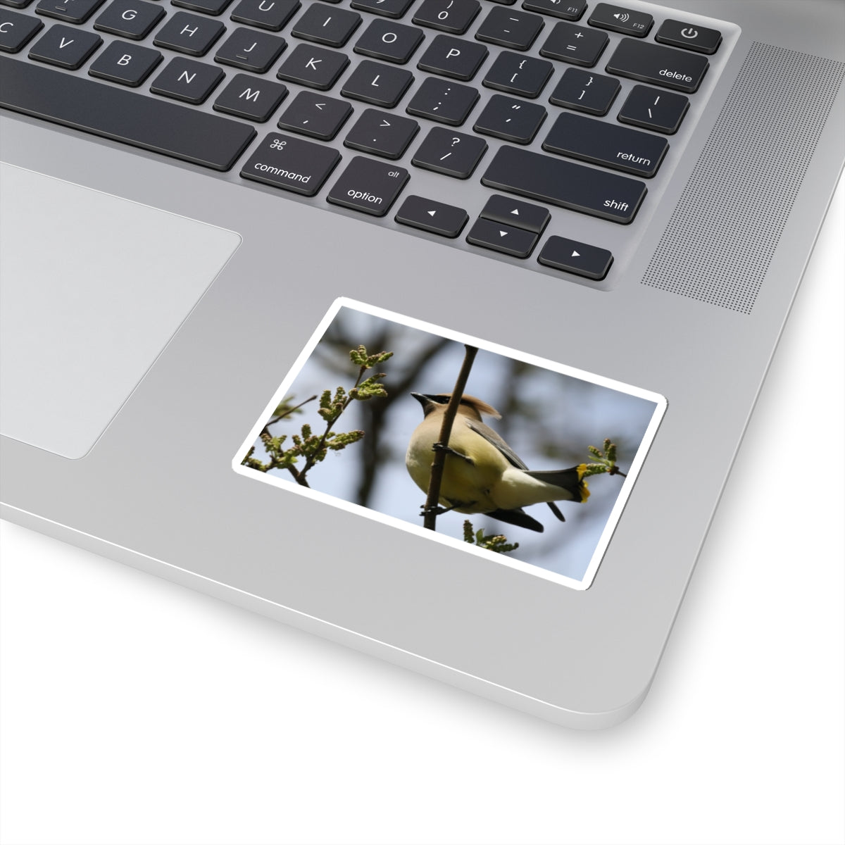 Cedar Waxwing Bird Sticker — Wildlife Photo Kiss-Cut Decal