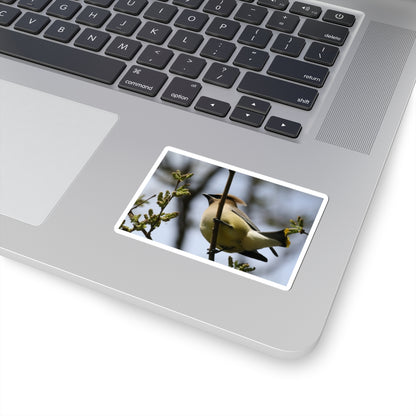 Cedar Waxwing Bird Sticker — Wildlife Photo Kiss-Cut Decal