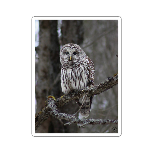Barred Owl Kiss-Cut Sticker — Realistic Forest Wildlife Laptop Decal