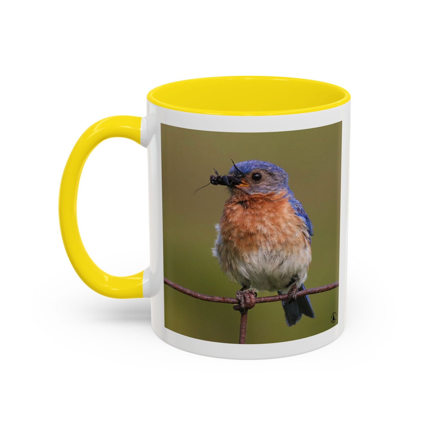 Bluebird Photo Coffee Mug — Eastern Bluebird with Insect Accent Mug (11/15 oz)