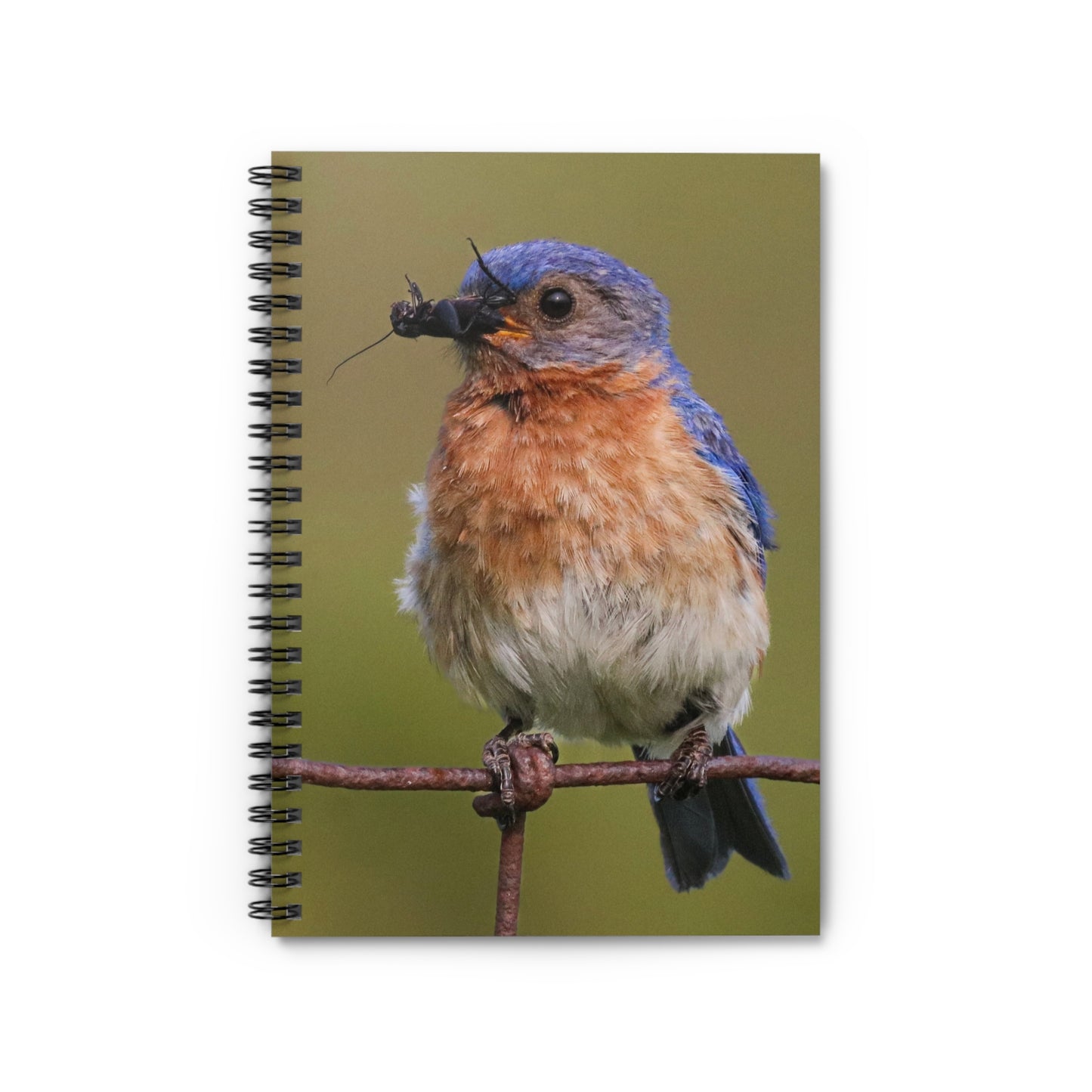 Eastern Bluebird Photo Spiral Notebook — Ruled Journal for Bird Lovers & Nature Observers