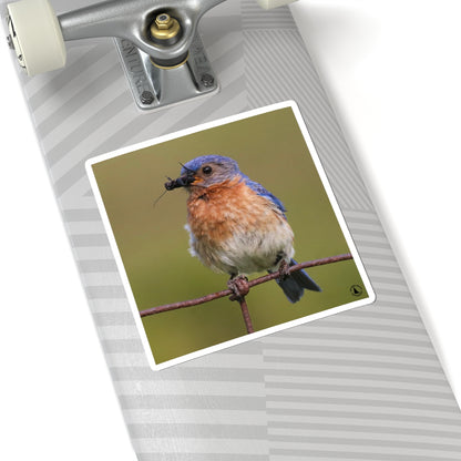 Eastern Bluebird Photo Kiss-Cut Sticker — Nature Bird Laptop Decal