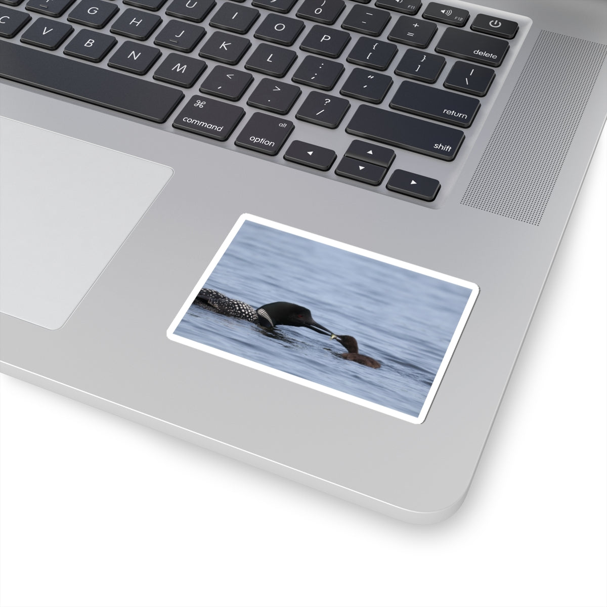 Common Loon & Chick Kiss-Cut Sticker — Wildlife Photo Waterproof Decal