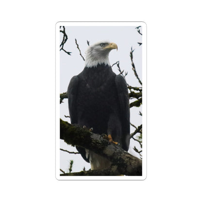 Bald Eagle Photo Kiss-Cut Sticker — Patriotic Wildlife Laptop Decal