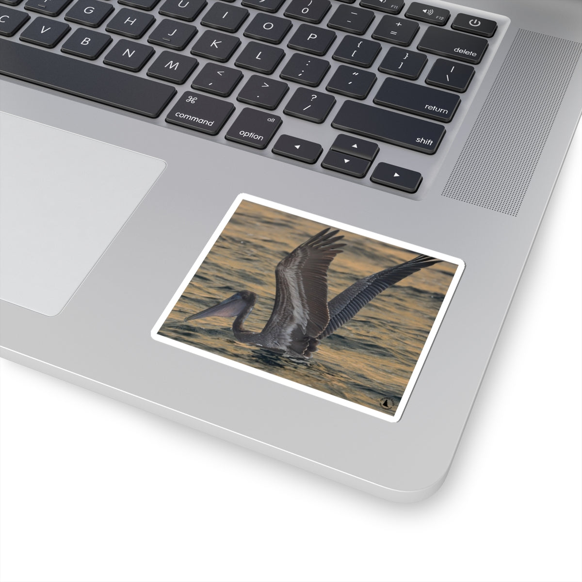 Brown Pelican Kiss-Cut Sticker — Coastal Wildlife Photography Sticker
