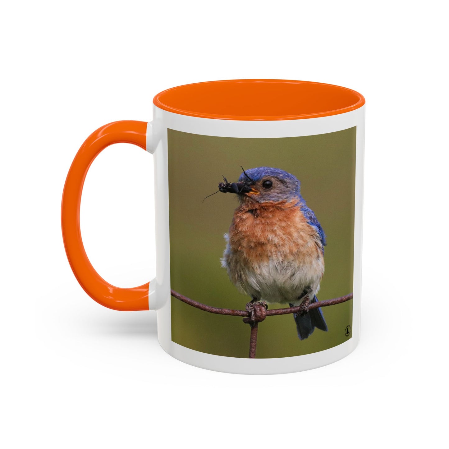 Bluebird Photo Coffee Mug — Eastern Bluebird with Insect Accent Mug (11/15 oz)