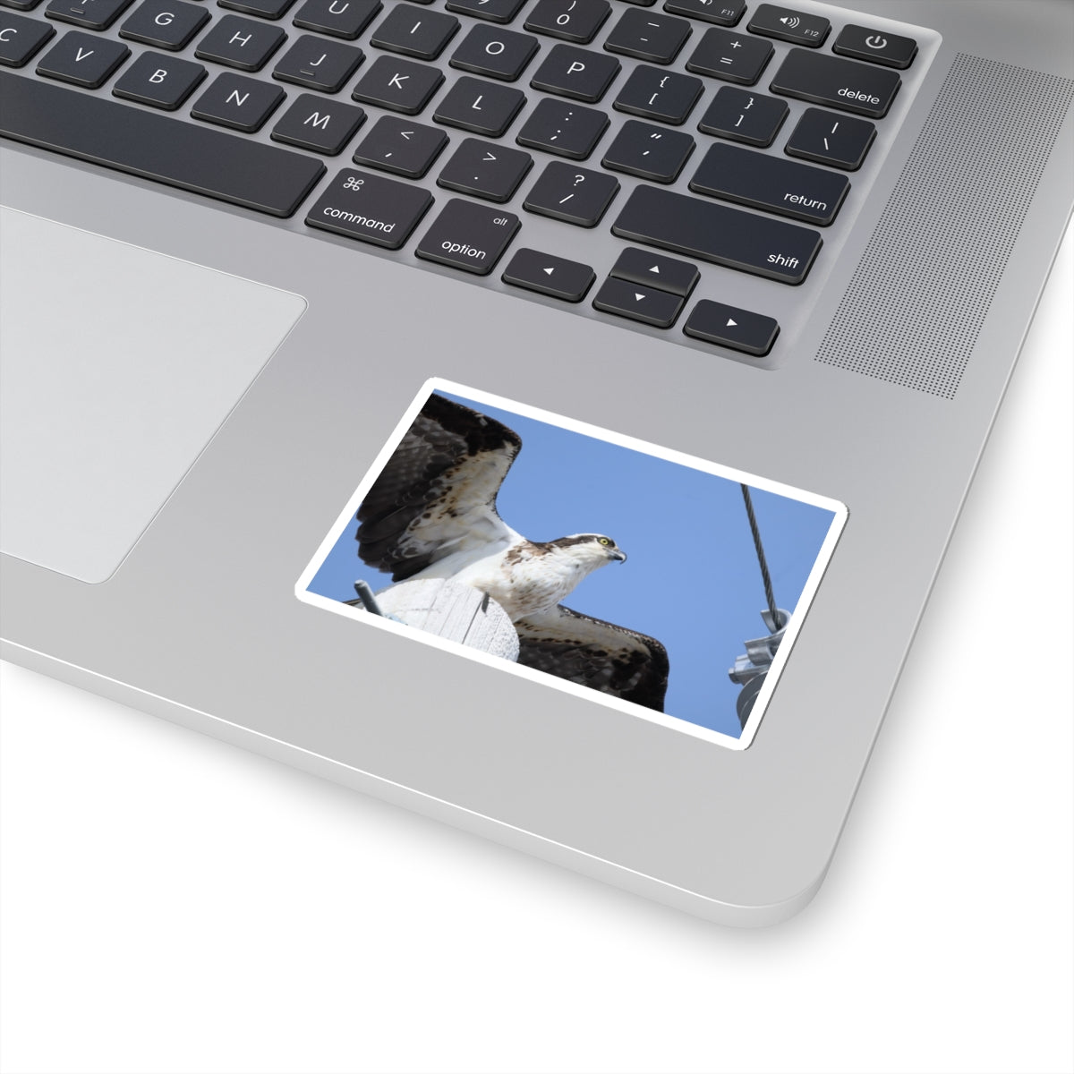 Osprey Photo Sticker — Kiss-Cut Waterproof Bird Decal