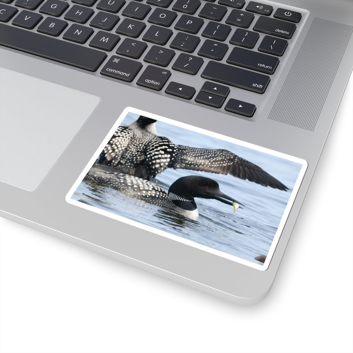 Common Loon Kiss-Cut Sticker — Realistic Waterfowl Photo Decal for Laptops, Water Bottles & Nature Lovers