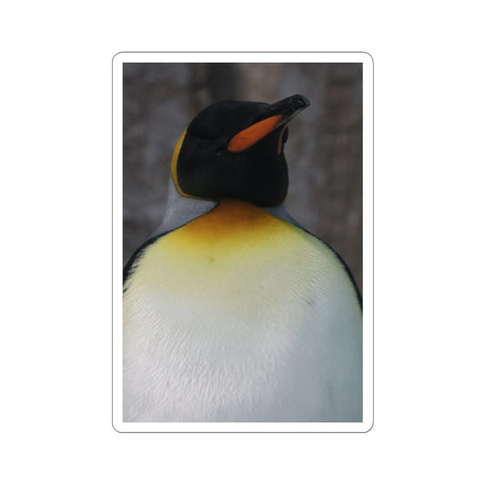 King Penguin Photo Kiss-Cut Sticker — Cute Wildlife Laptop Decal