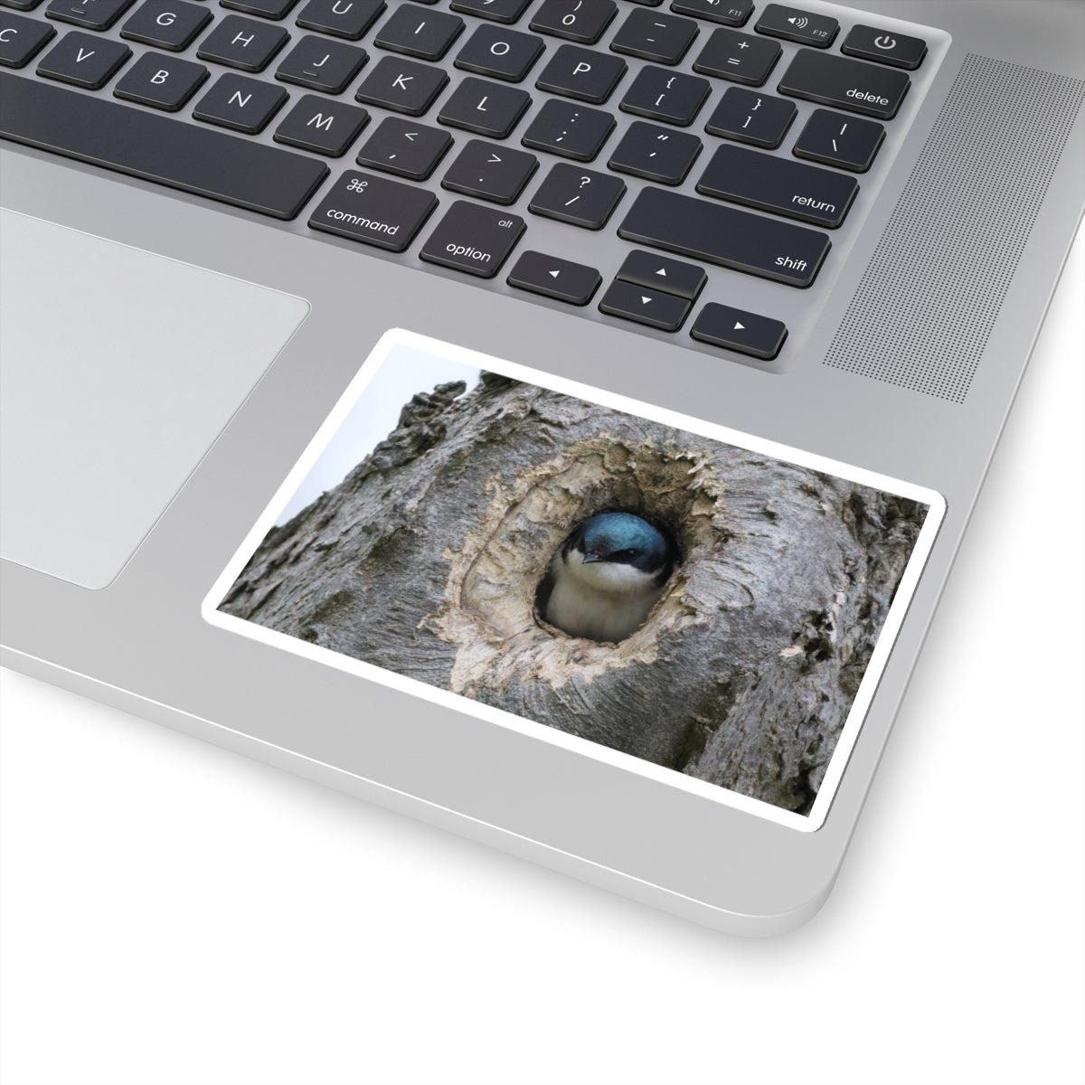 Tree Swallow Sticker — Cute Bird Peeking from Nest Decal