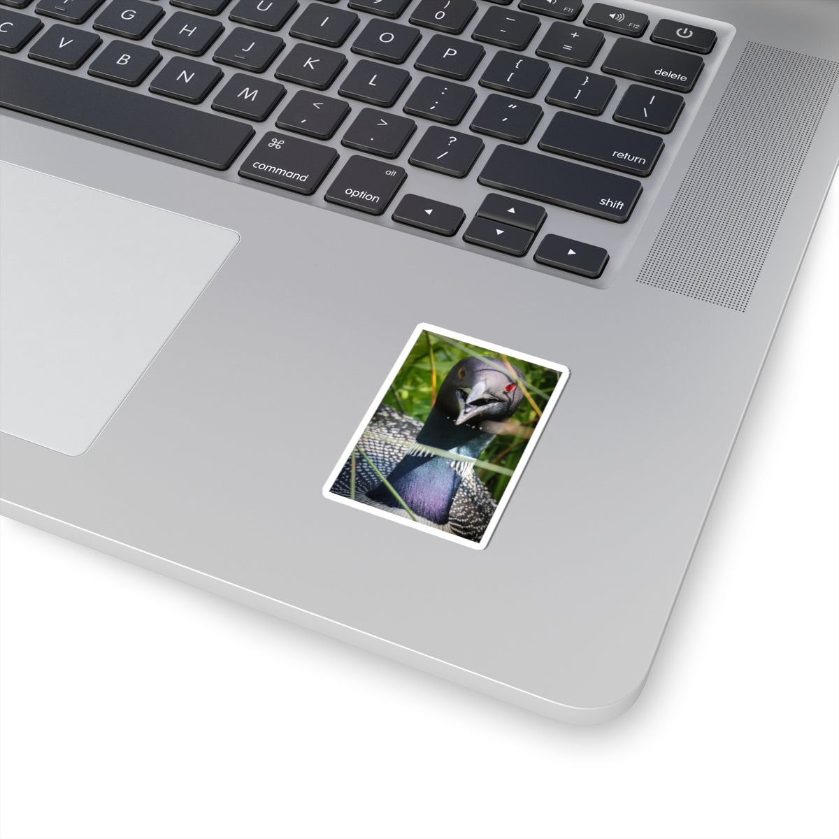 Common Loon Sticker — Realistic Bird Photo Vinyl Kiss-Cut Sticker
