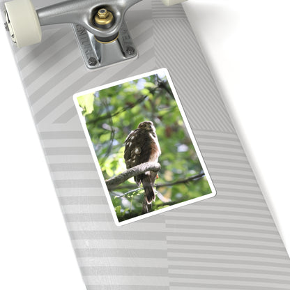 Sharp-Shinned Hawk Photo Sticker — Birdwatching Laptop Decal