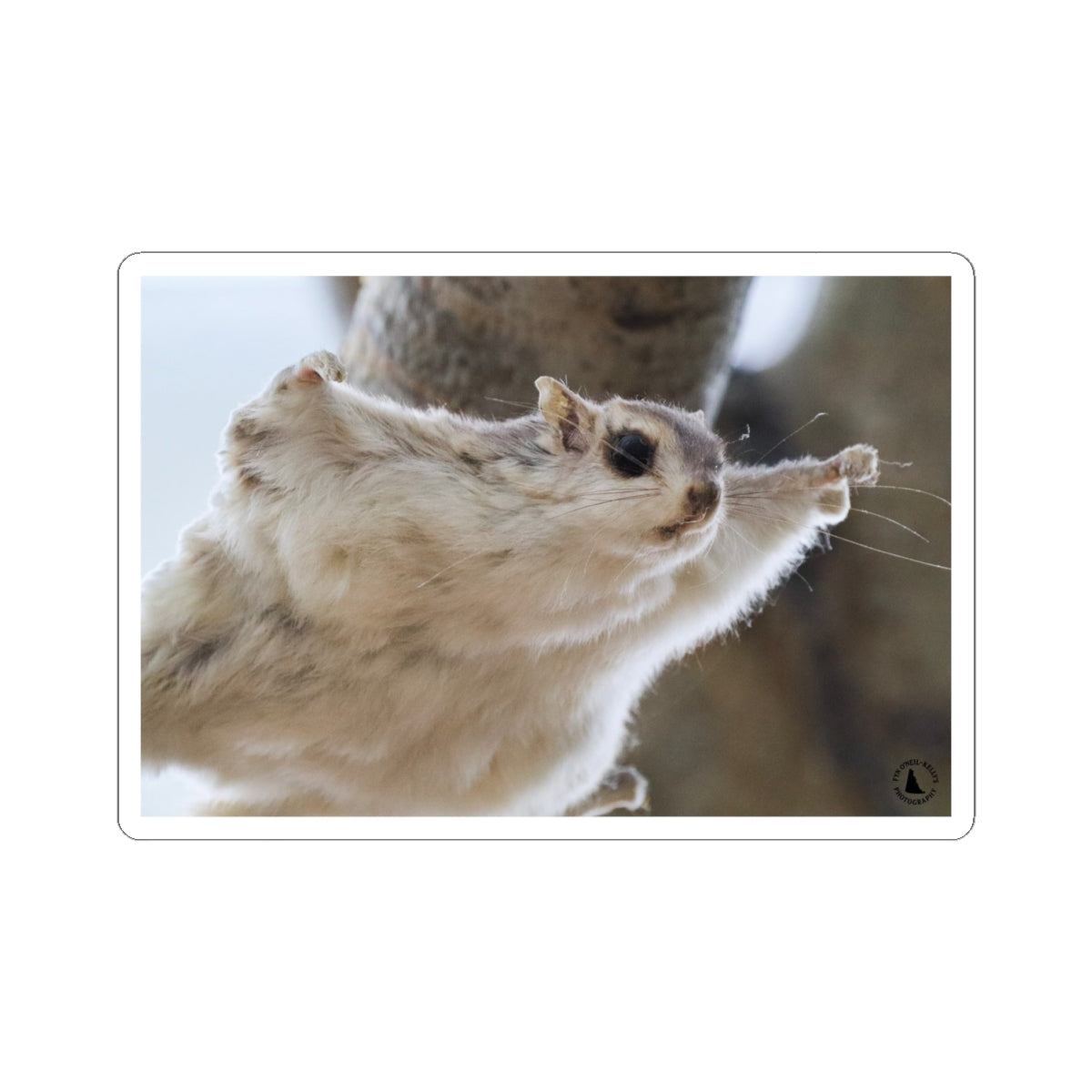 Flying Sugar Glider Sticker — Cute Gliding Pet Laptop Decal