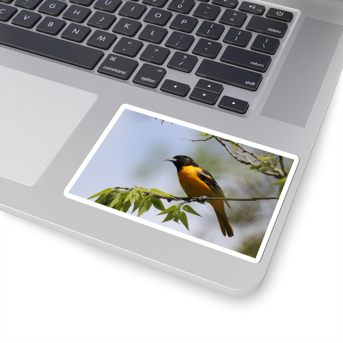 Oriole Bird Sticker — Vibrant Yellow Songbird Laptop Decal