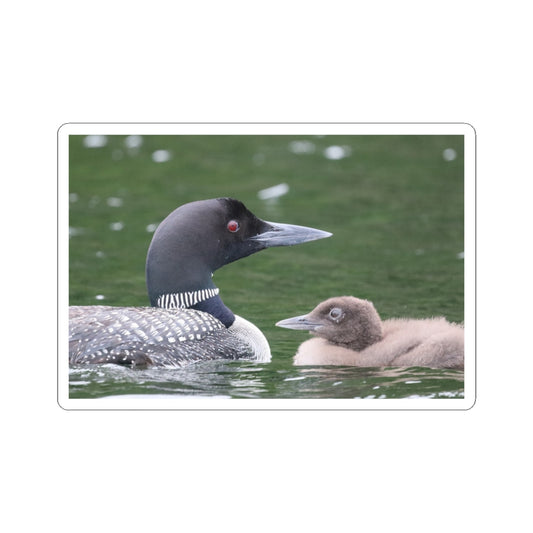 Common Loon Sticker — Kiss-Cut Wildlife Sticker with Loon and Chick, Nature Laptop Decal