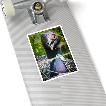 Common Loon Sticker — Realistic Bird Photo Vinyl Kiss-Cut Sticker