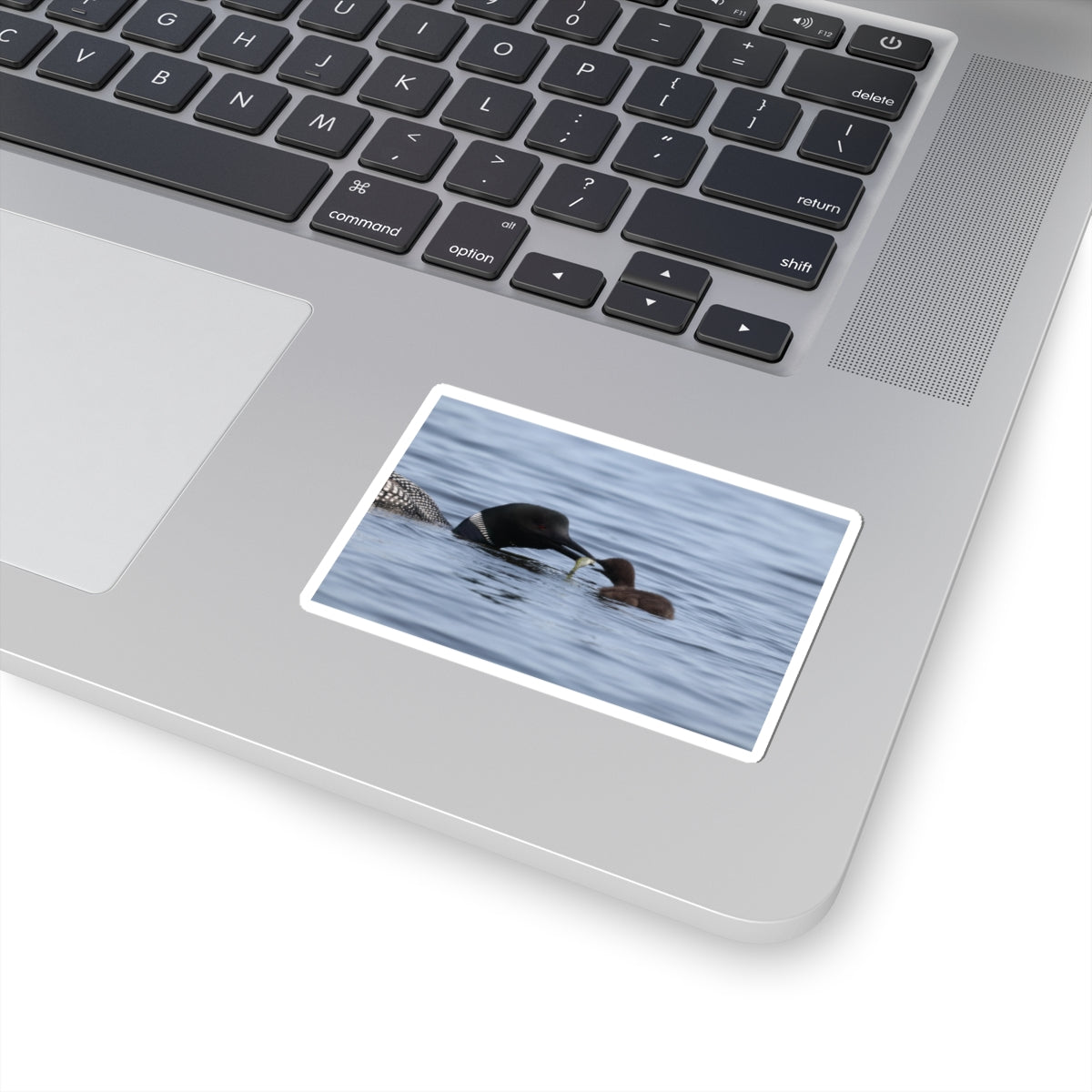 Common Loon & Chick Kiss-Cut Sticker — Nature Wildlife Decal