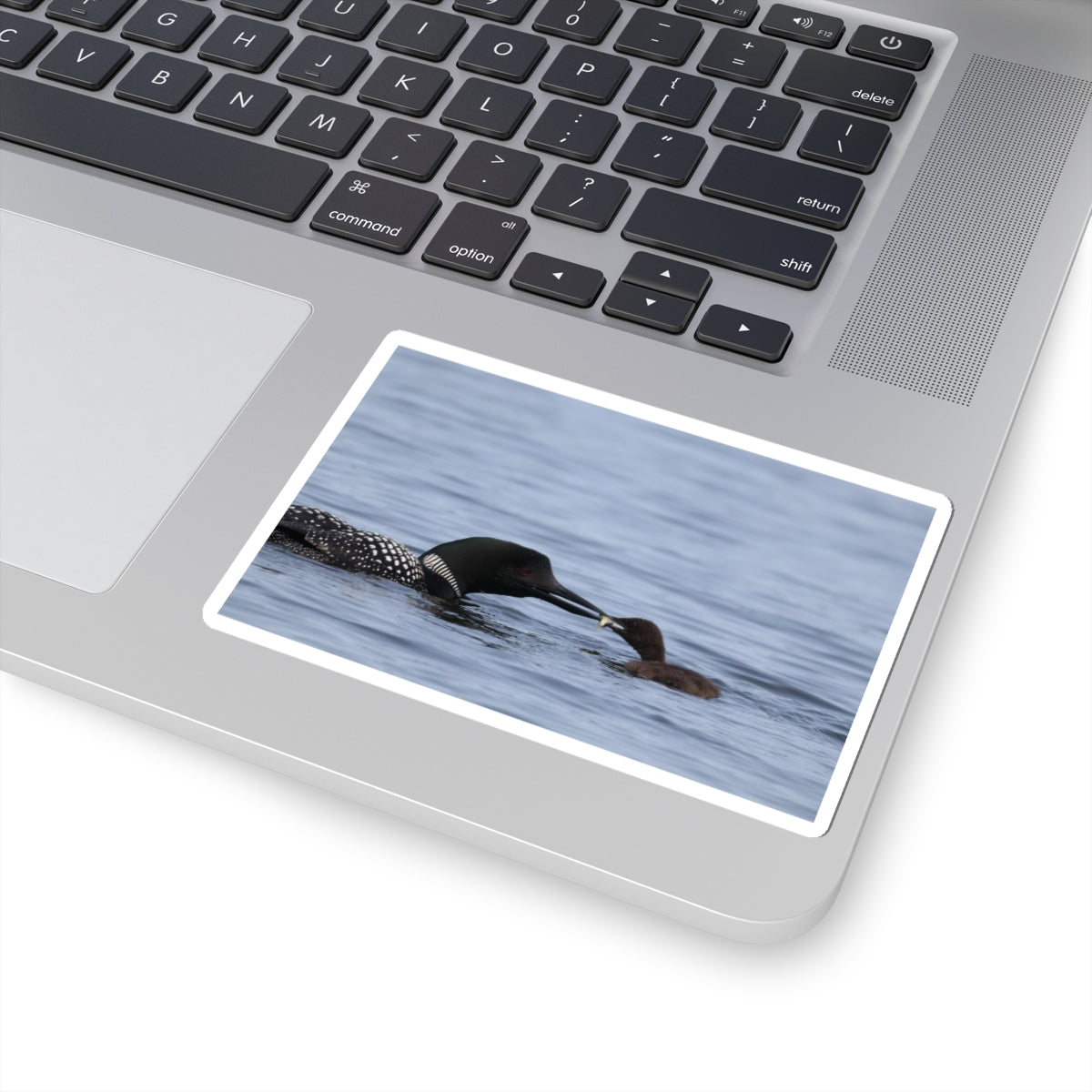 Common Loon & Chick Kiss-Cut Sticker — Wildlife Photo Waterproof Decal