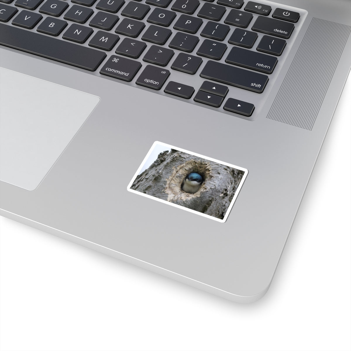 Tree Swallow Sticker — Cute Bird Peeking from Nest Decal