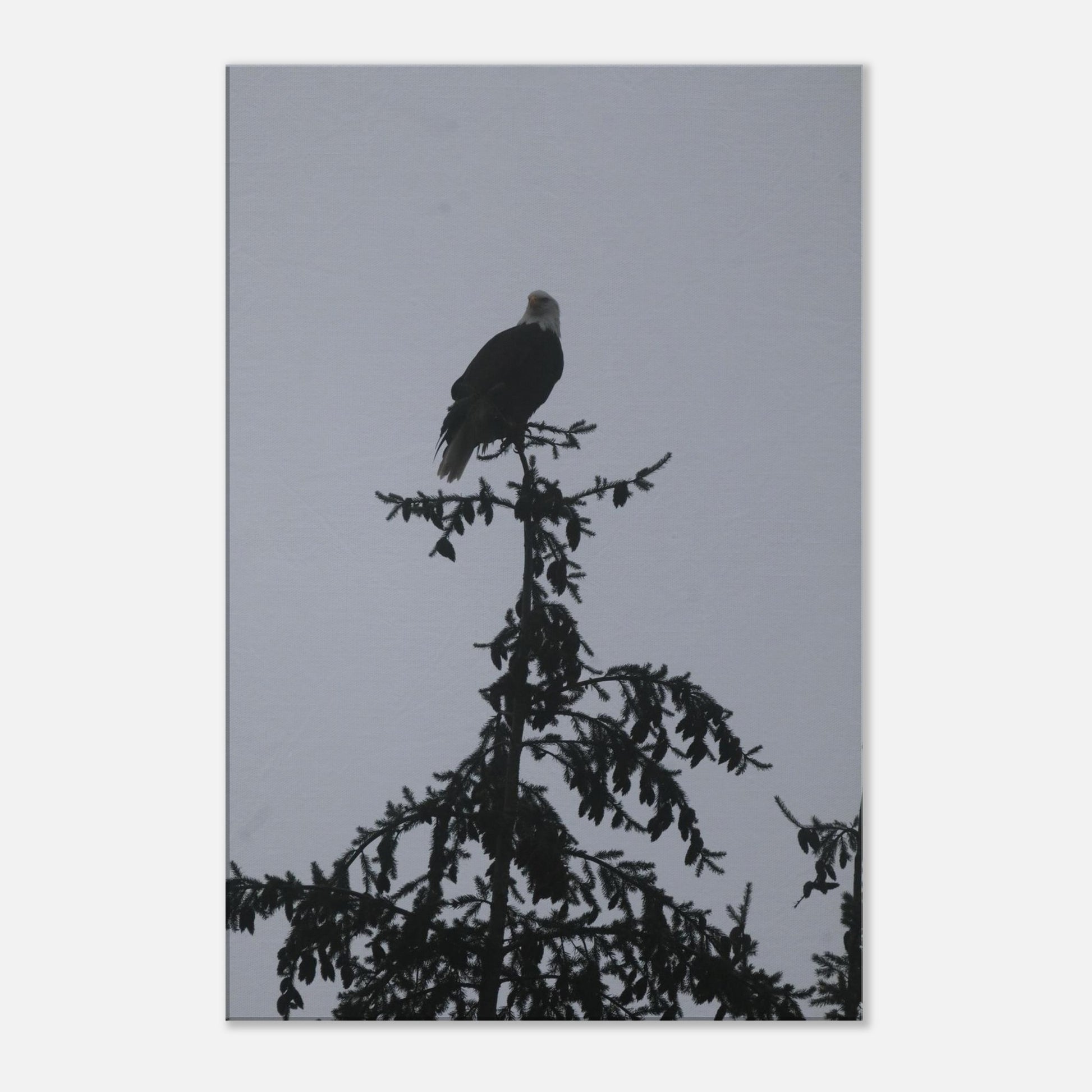 1e90b003-87aa-43bf-84c4-949f3a95fdc5