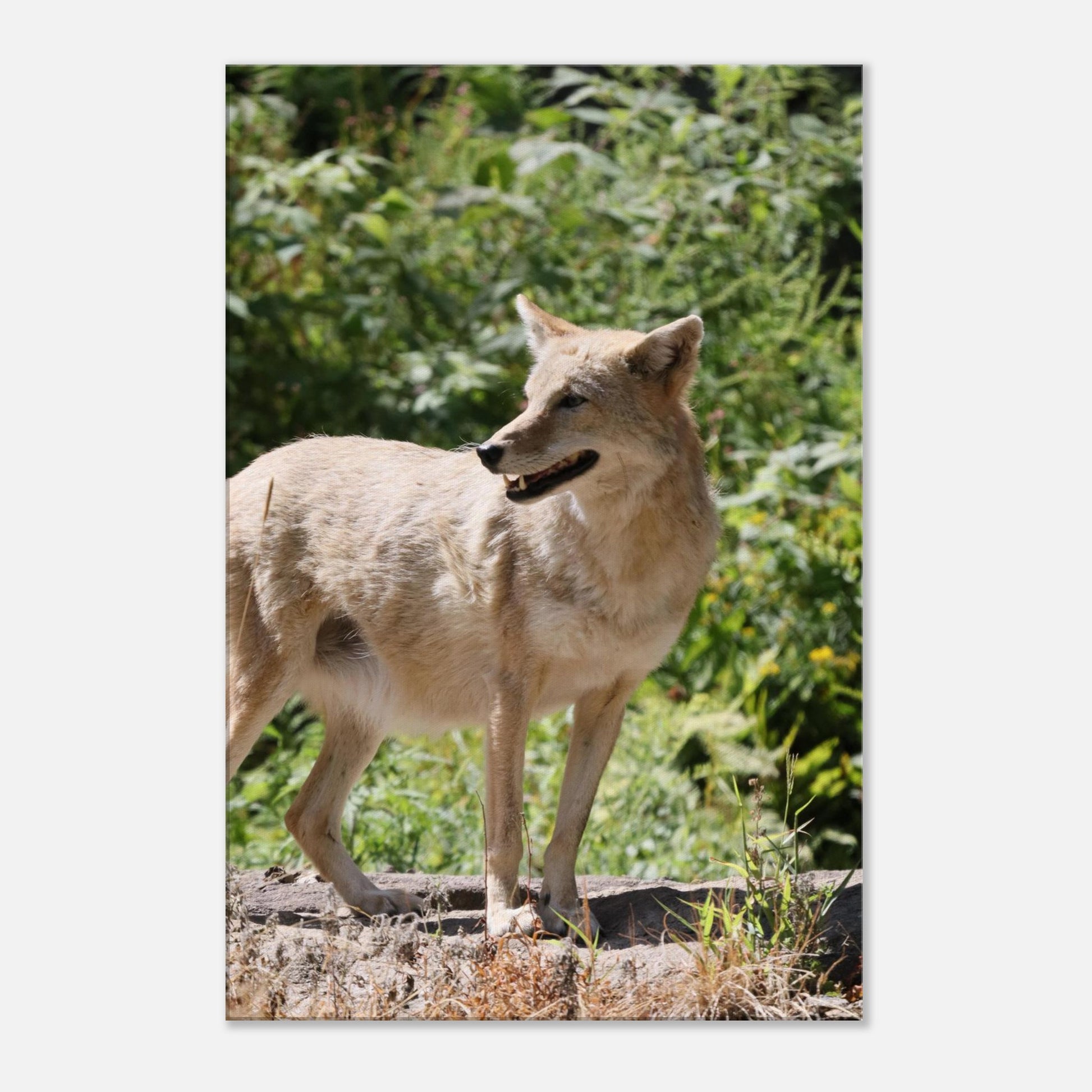 21c0fbdf-e71e-43cb-a5c4-28f9b04b99fe