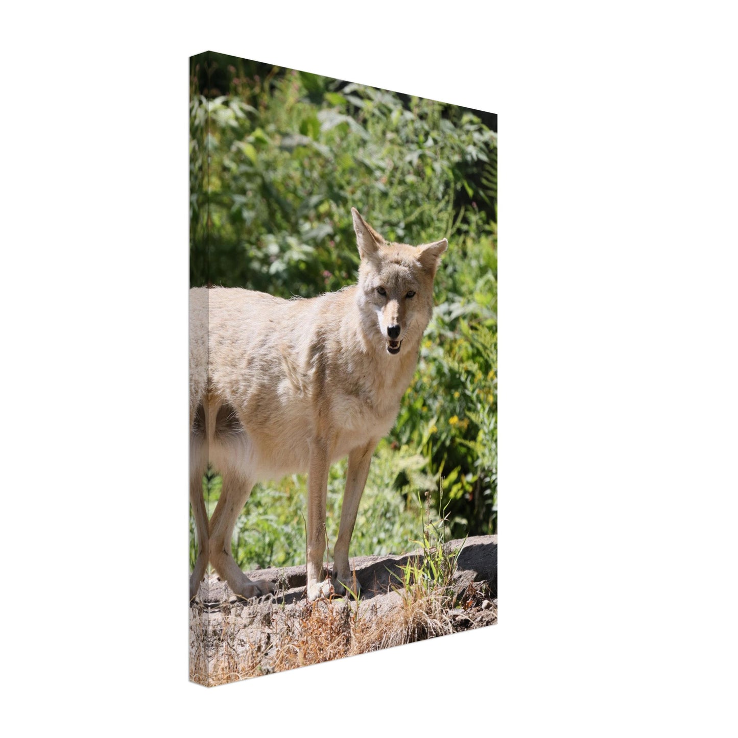 220a94e1-b503-4582-b162-f719dcfa8440