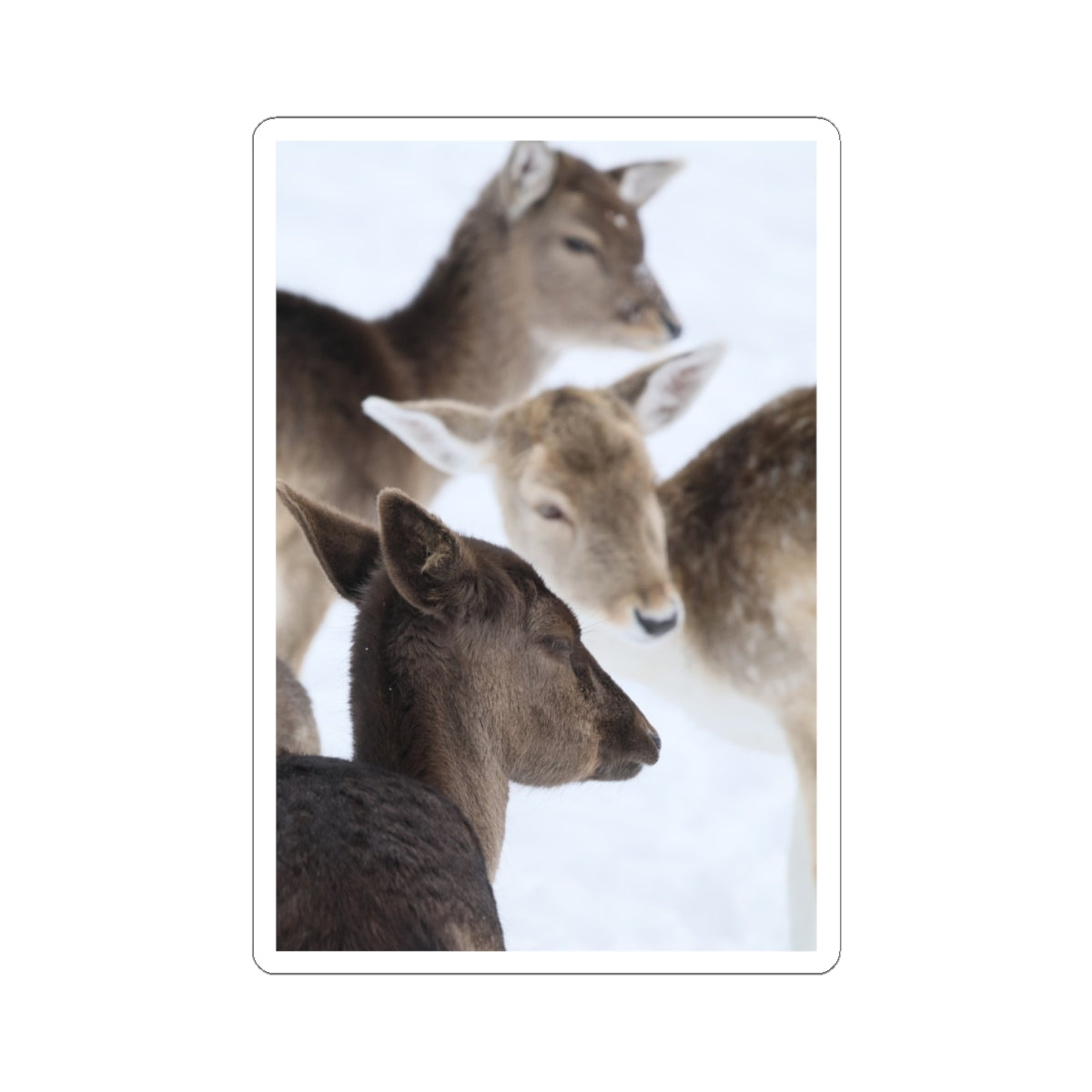 Deer Herd Kiss-Cut Sticker — Winter Wildlife Photo Sticker