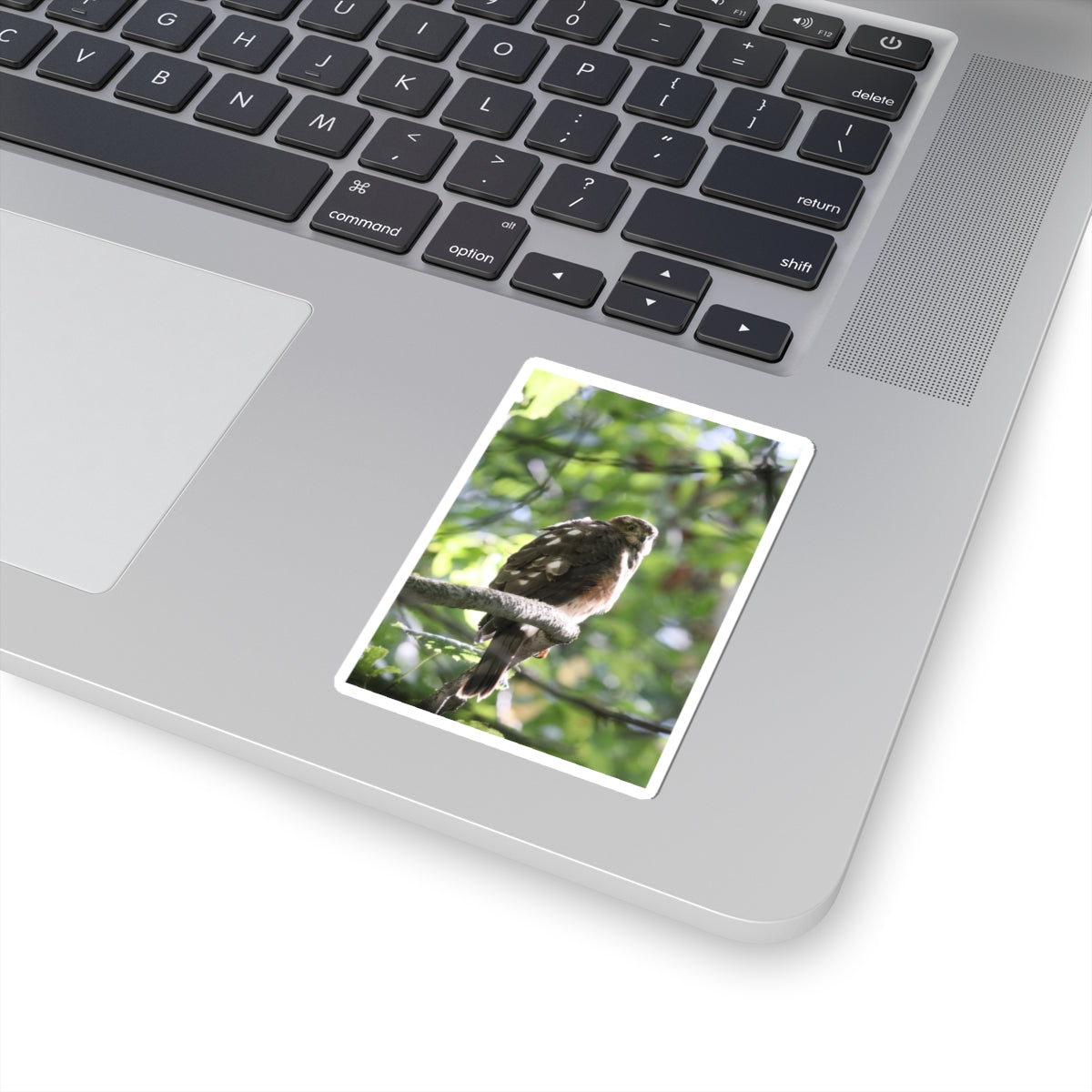 Sharp-Shinned Hawk Photo Sticker — Birdwatching Laptop Decal