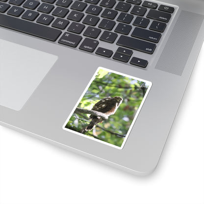 Sharp-Shinned Hawk Photo Sticker — Birdwatching Laptop Decal