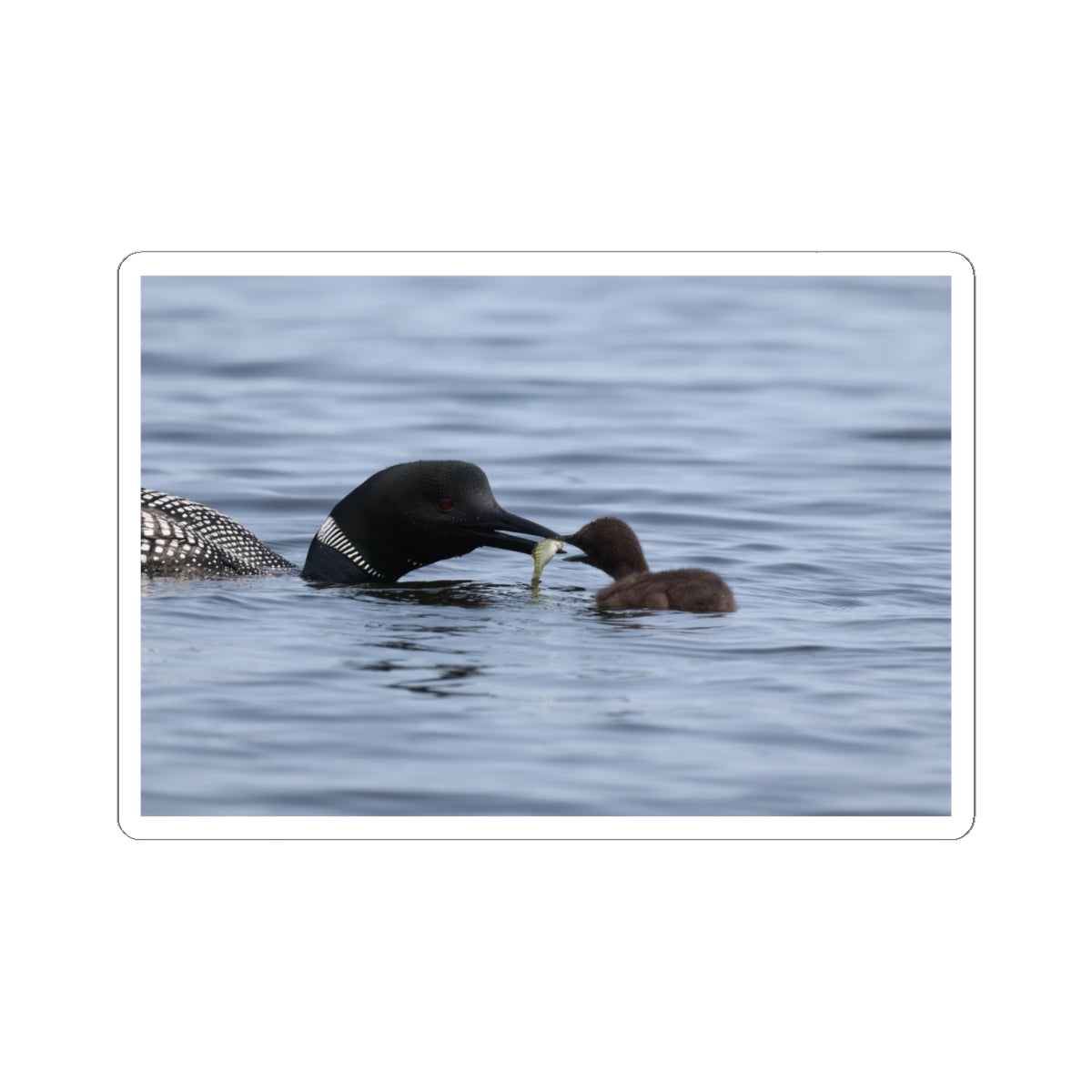 Common Loon & Chick Kiss-Cut Sticker — Nature Wildlife Decal