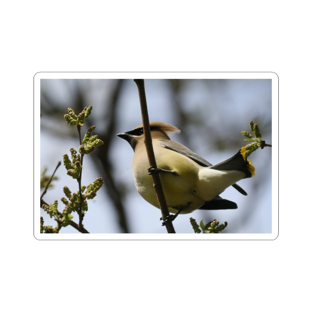 Cedar Waxwing Bird Sticker — Wildlife Photo Kiss-Cut Decal