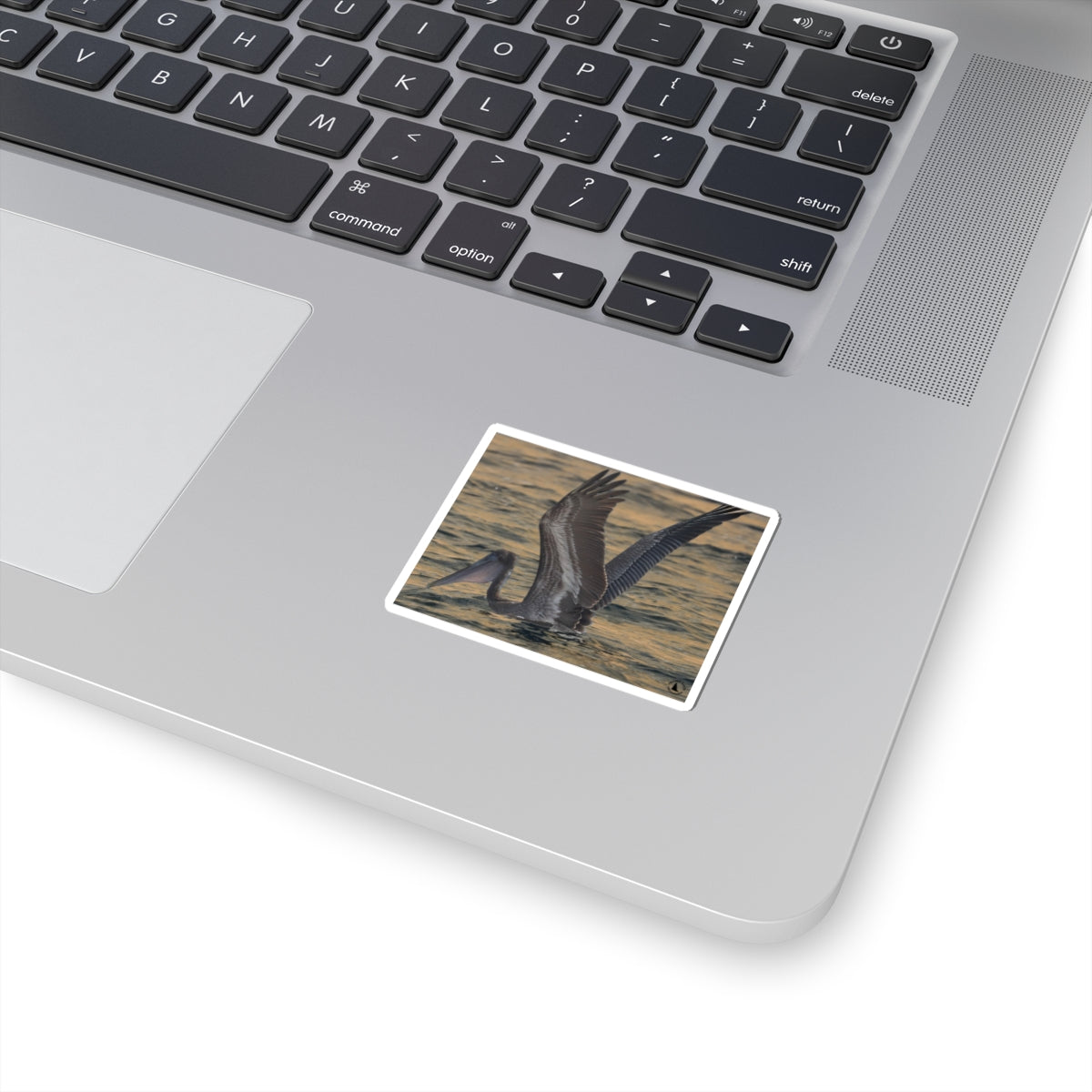 Brown Pelican Kiss-Cut Sticker — Coastal Wildlife Photography Sticker