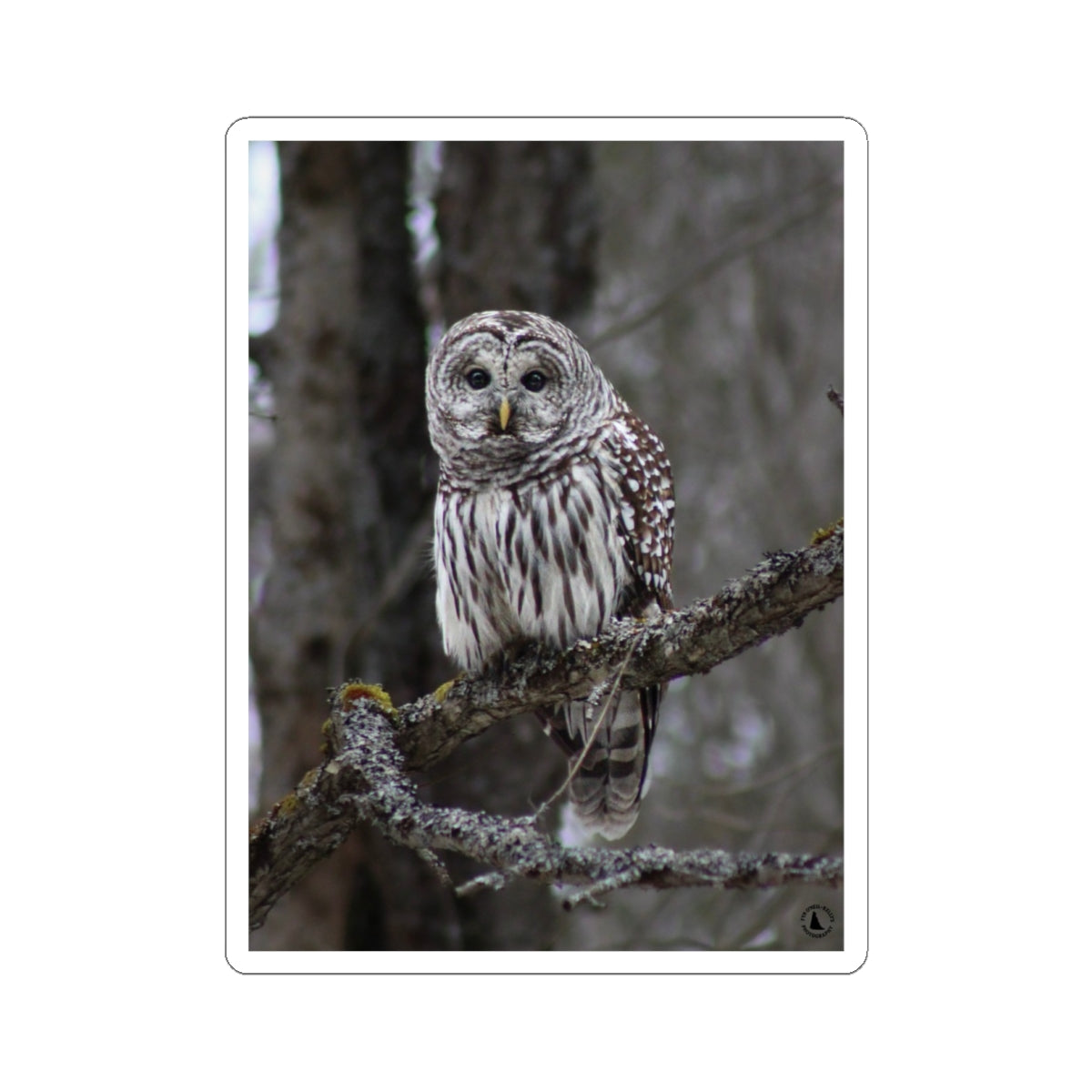 Barred Owl Kiss-Cut Sticker — Realistic Forest Wildlife Laptop Decal