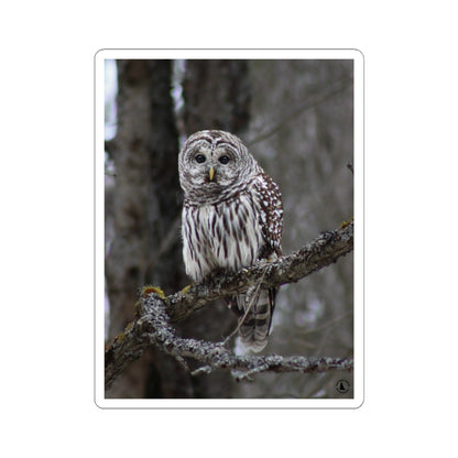 Barred Owl Kiss-Cut Sticker — Realistic Forest Wildlife Laptop Decal
