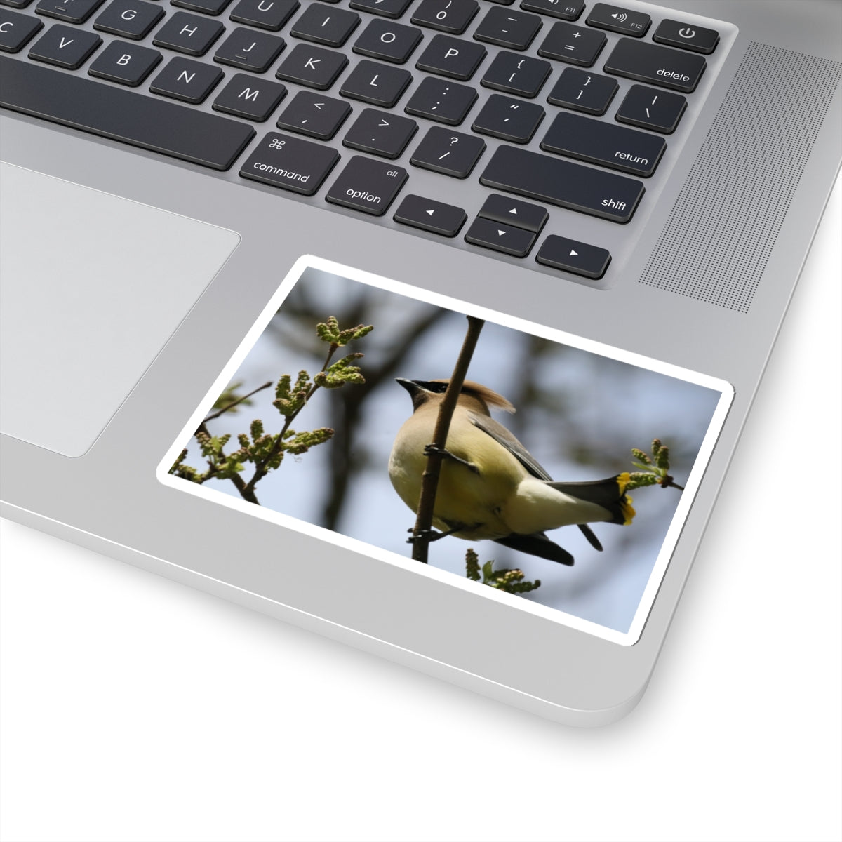 Cedar Waxwing Bird Sticker — Wildlife Photo Kiss-Cut Decal
