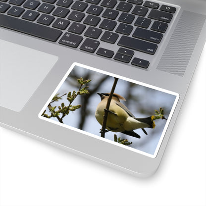 Cedar Waxwing Bird Sticker — Wildlife Photo Kiss-Cut Decal