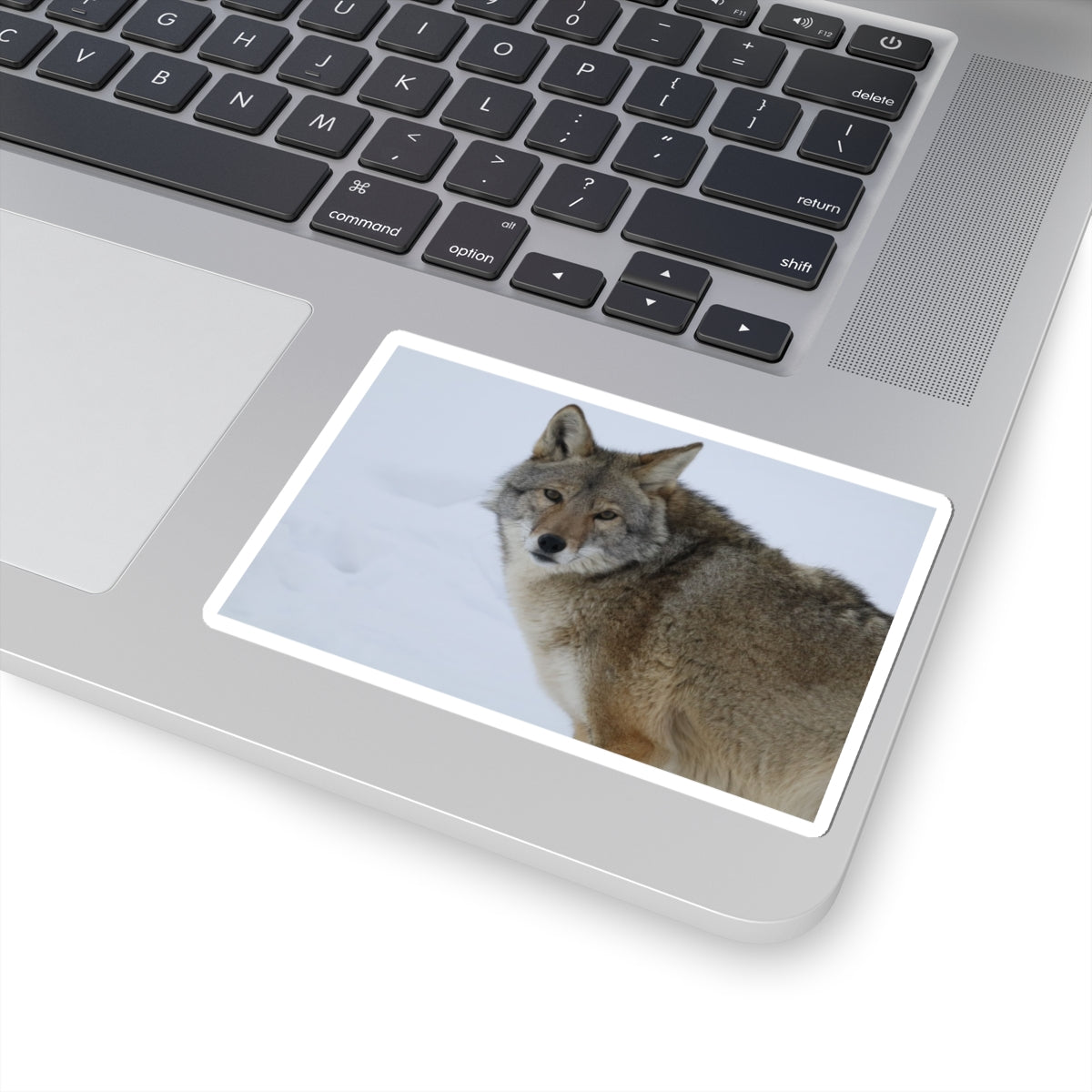 Coyote in Snow Kiss-Cut Sticker — Wildlife Laptop Decal
