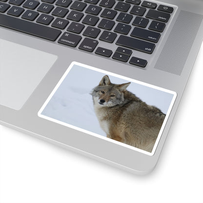 Coyote in Snow Kiss-Cut Sticker — Wildlife Laptop Decal