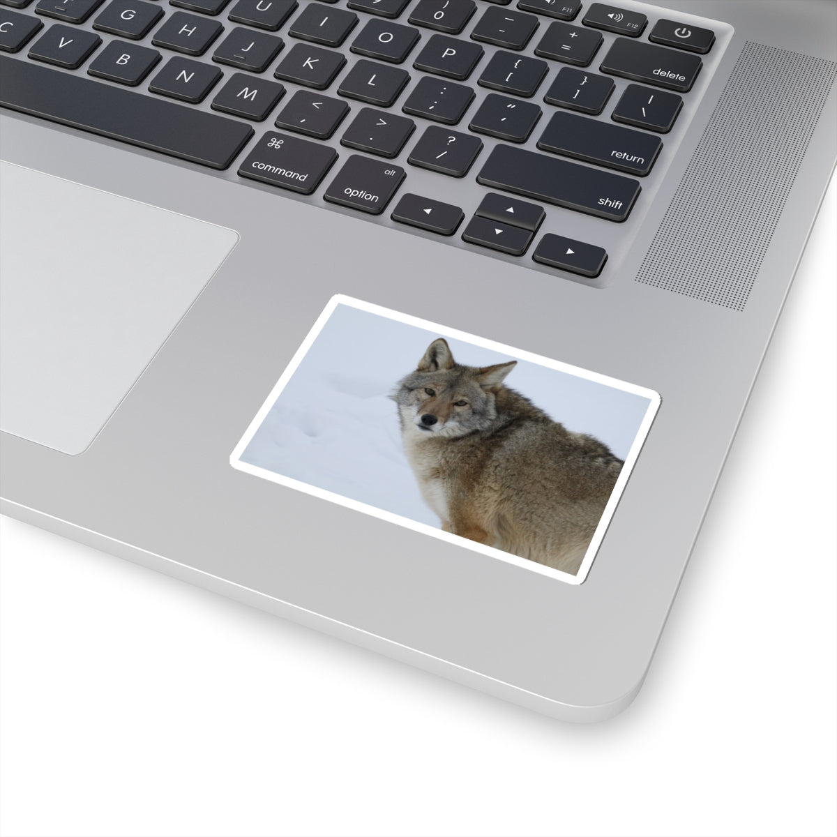Coyote in Snow Kiss-Cut Sticker — Wildlife Laptop Decal