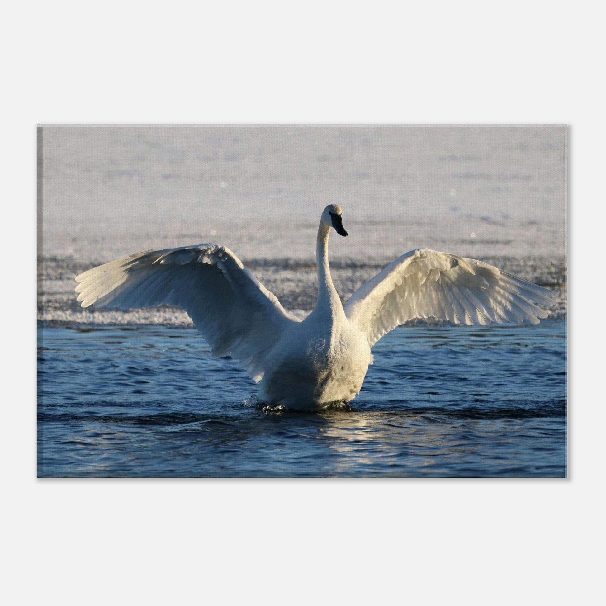 398a6b03-9c46-4ca4-9ceb-3a8f176e580c