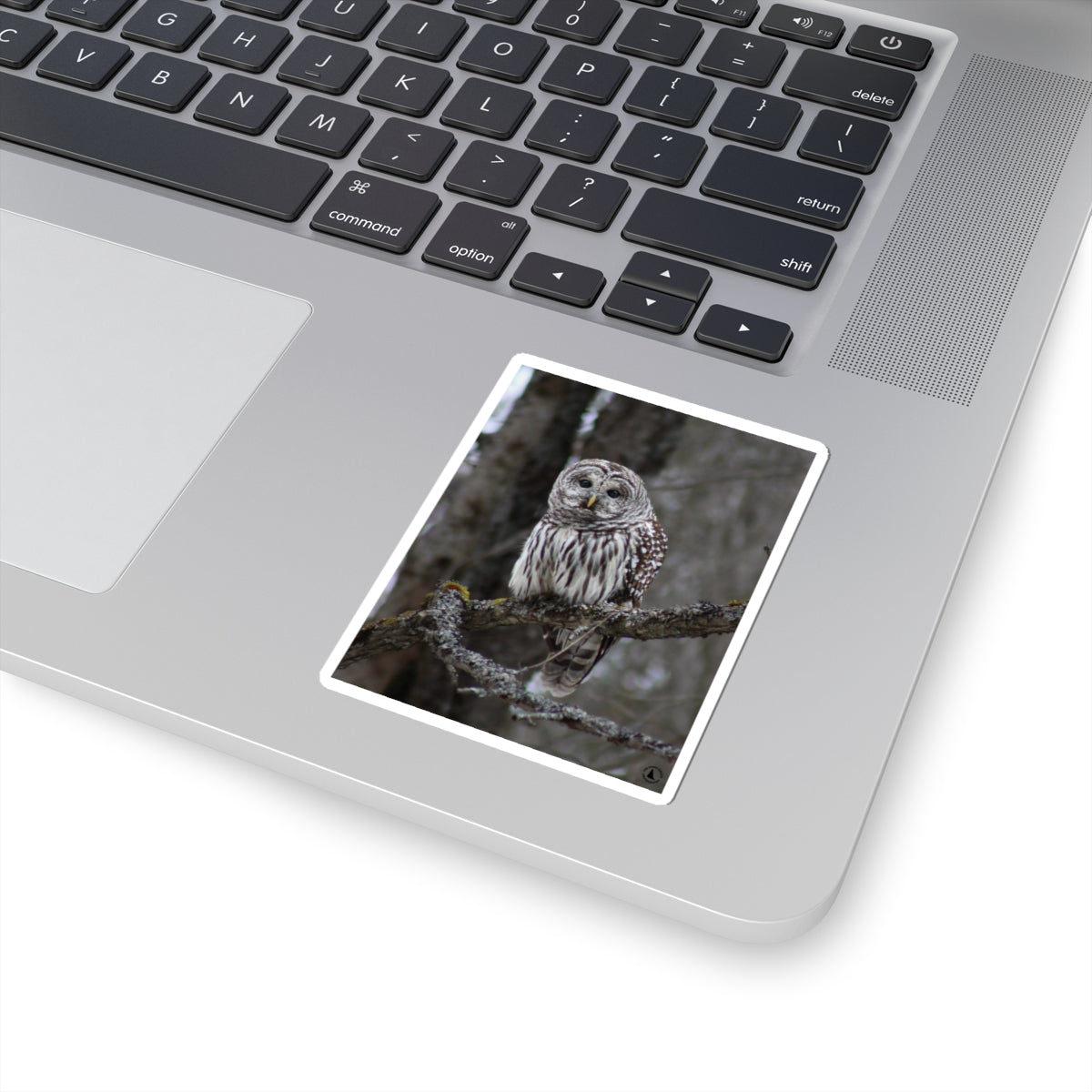 Barred Owl Kiss-Cut Sticker — Realistic Forest Wildlife Laptop Decal