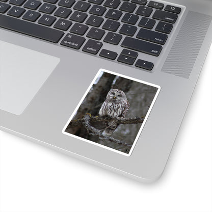 Barred Owl Kiss-Cut Sticker — Realistic Forest Wildlife Laptop Decal
